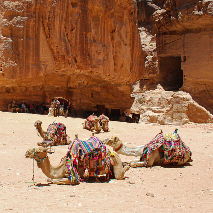 Camels resting in Petra