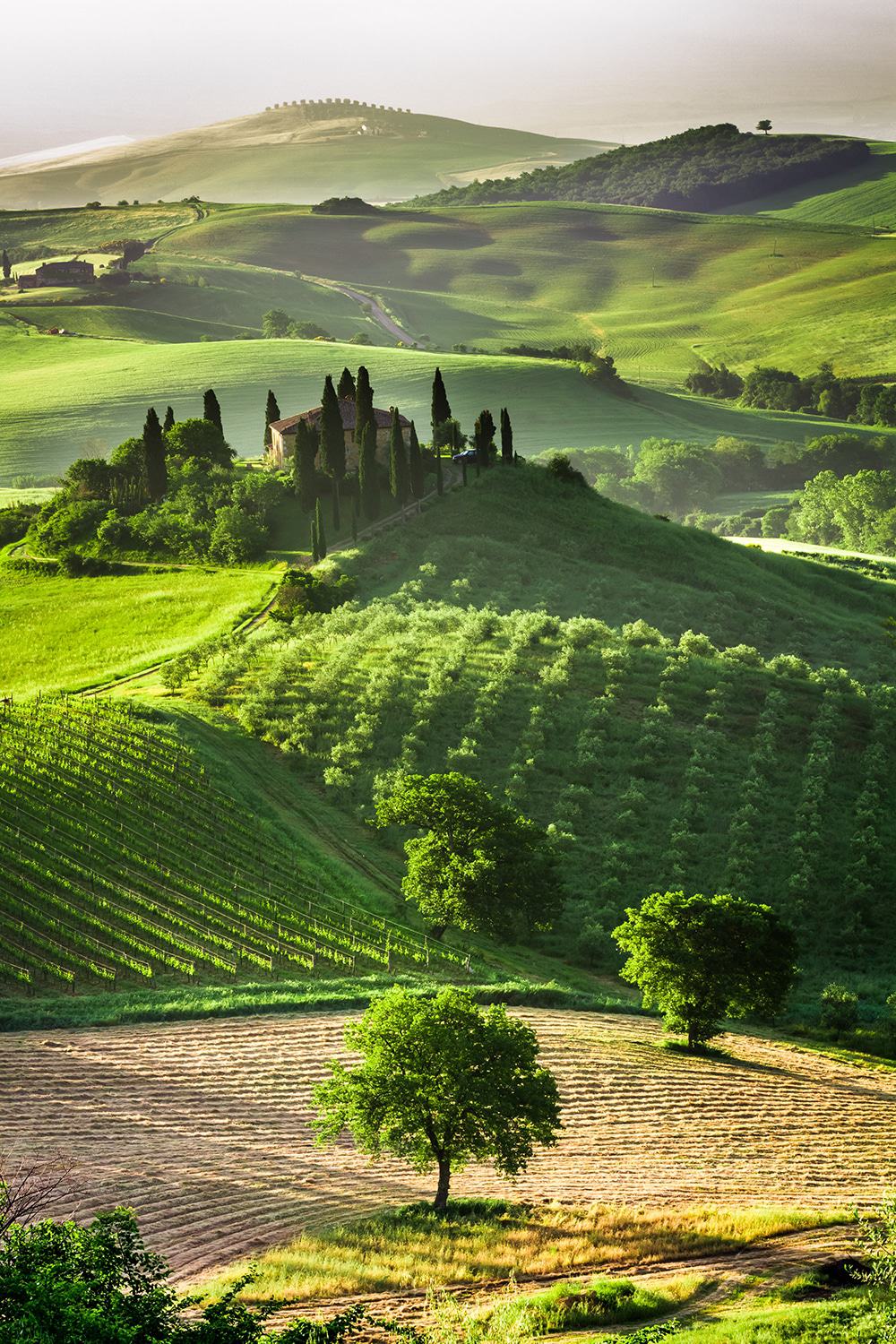 Chianti Vineyards in Tuscany | You have to read these travel tips before visiting Italy!