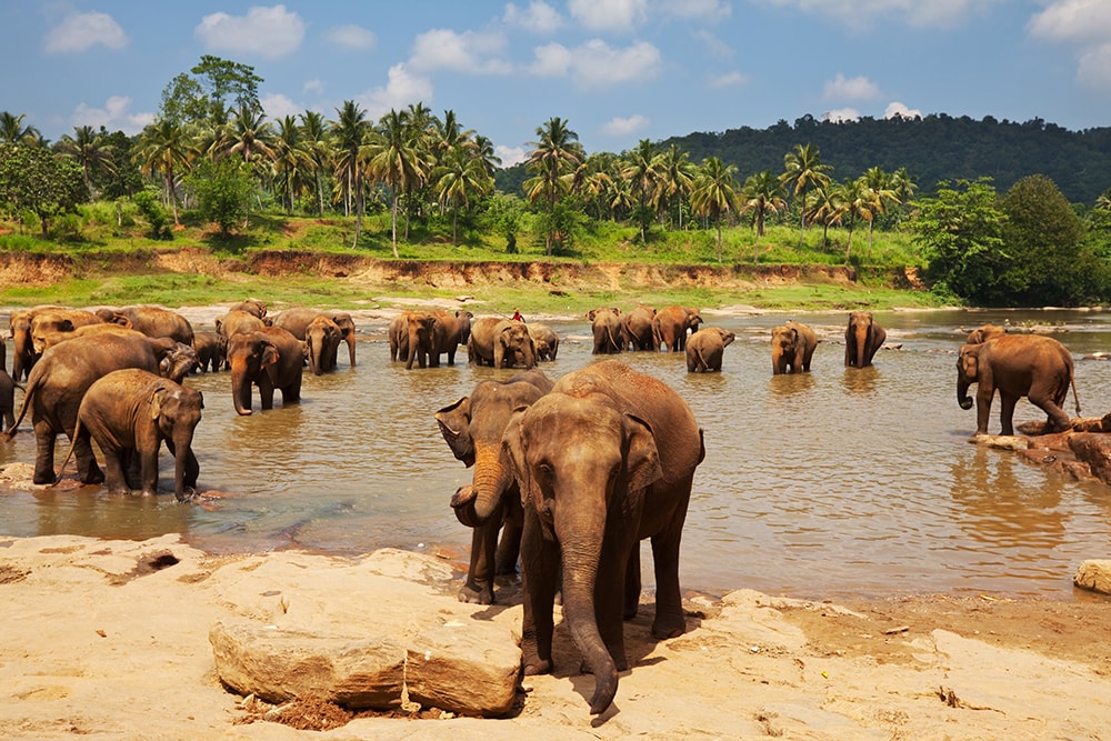 Elephants, Sri Lanka