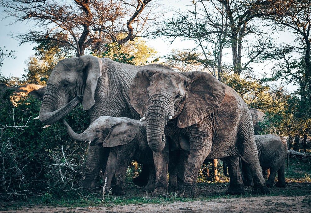 Elephants, National Park, Kenya: one of the cheapest countries in Africa