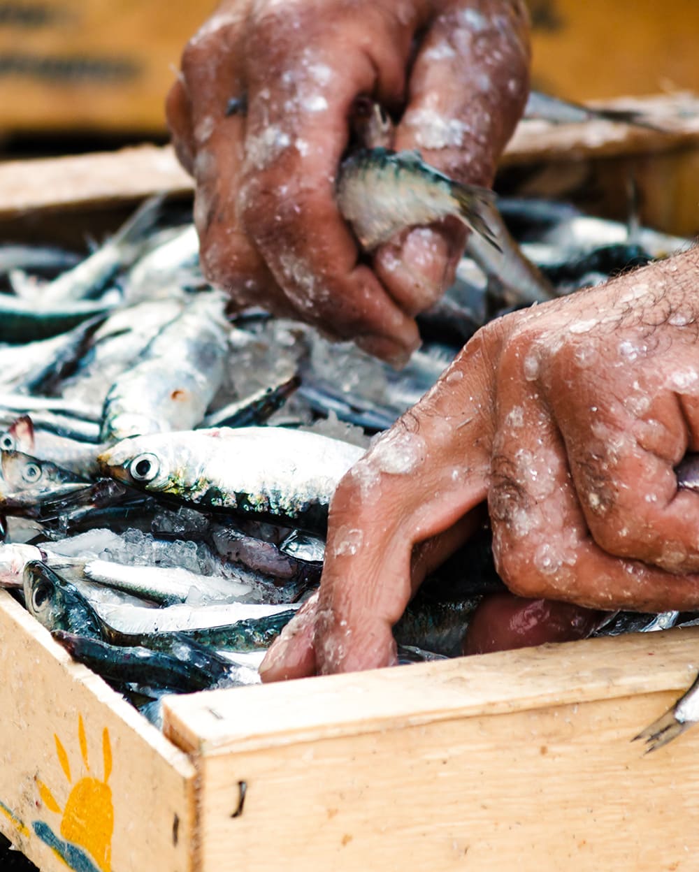 Restaurants in Cinque Terre: fisherman hands with acciughe