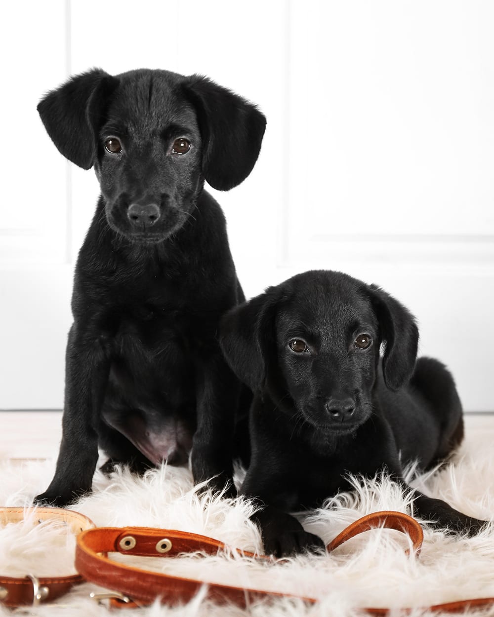 Two cute black puppies on a white rug