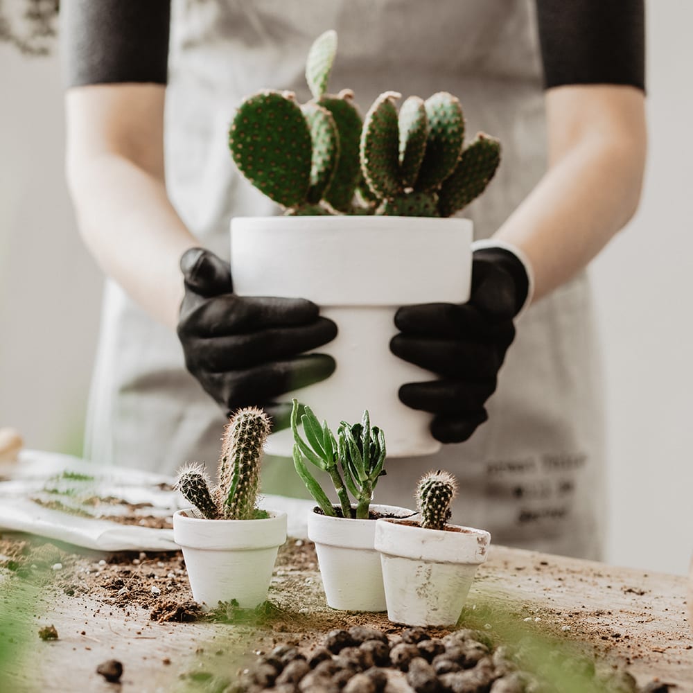 Mano con guantes sosteniendo cactus en una olla