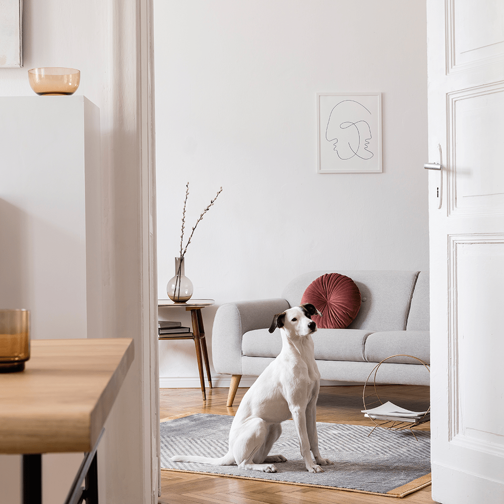 Dog in stylish living room