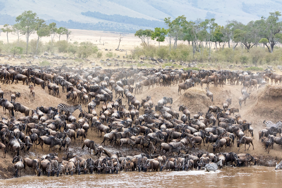 Wildebeest migration at Serengeti