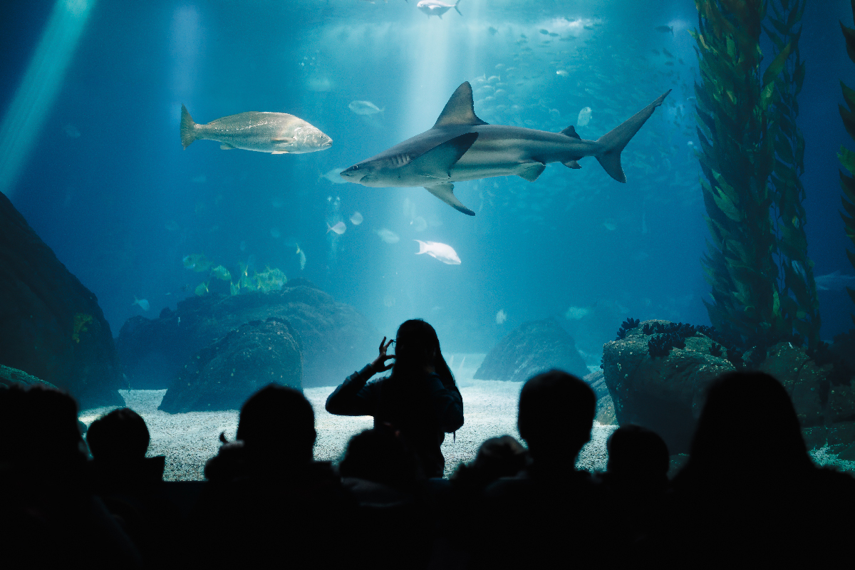 A fish tank at Lisbon Oceanarium