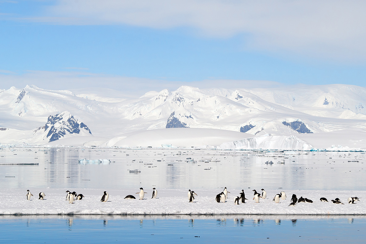 Adelie penguins on the floating ice
