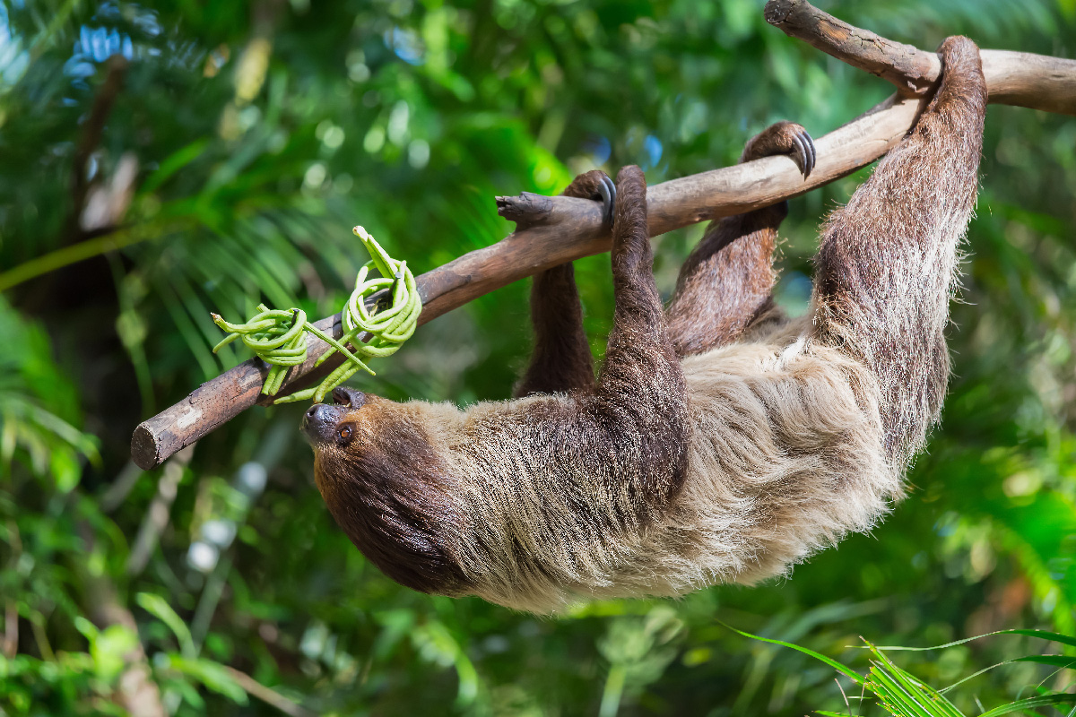 A cute sloth hanging from trees in Costa Rica