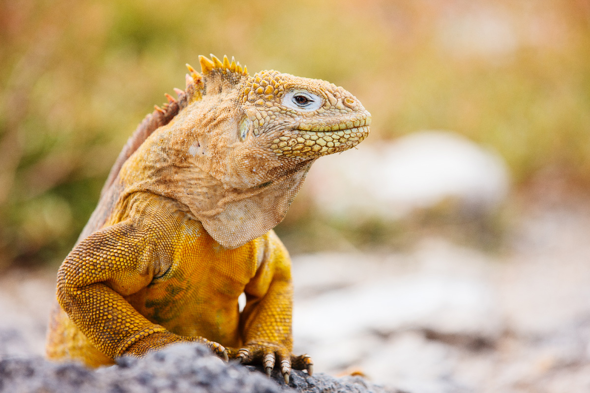 A land iguana