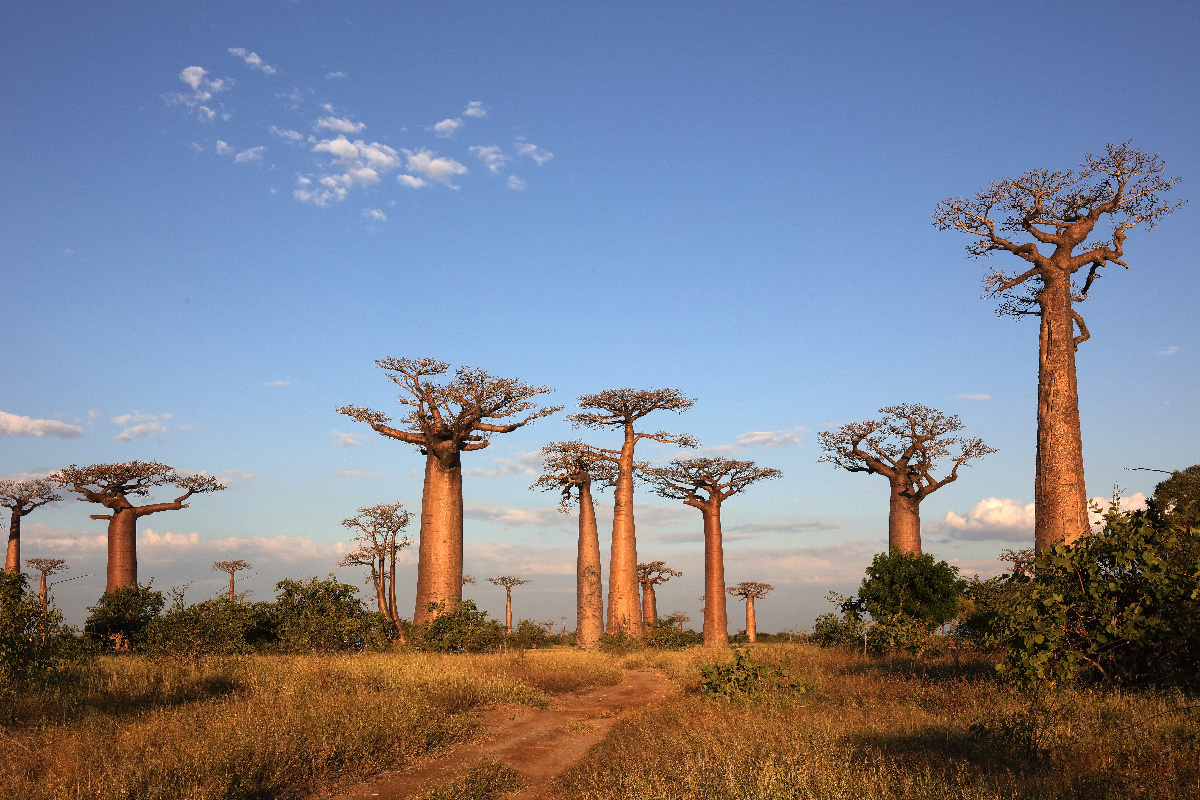 Avenue of the Baobabs in Madagascar