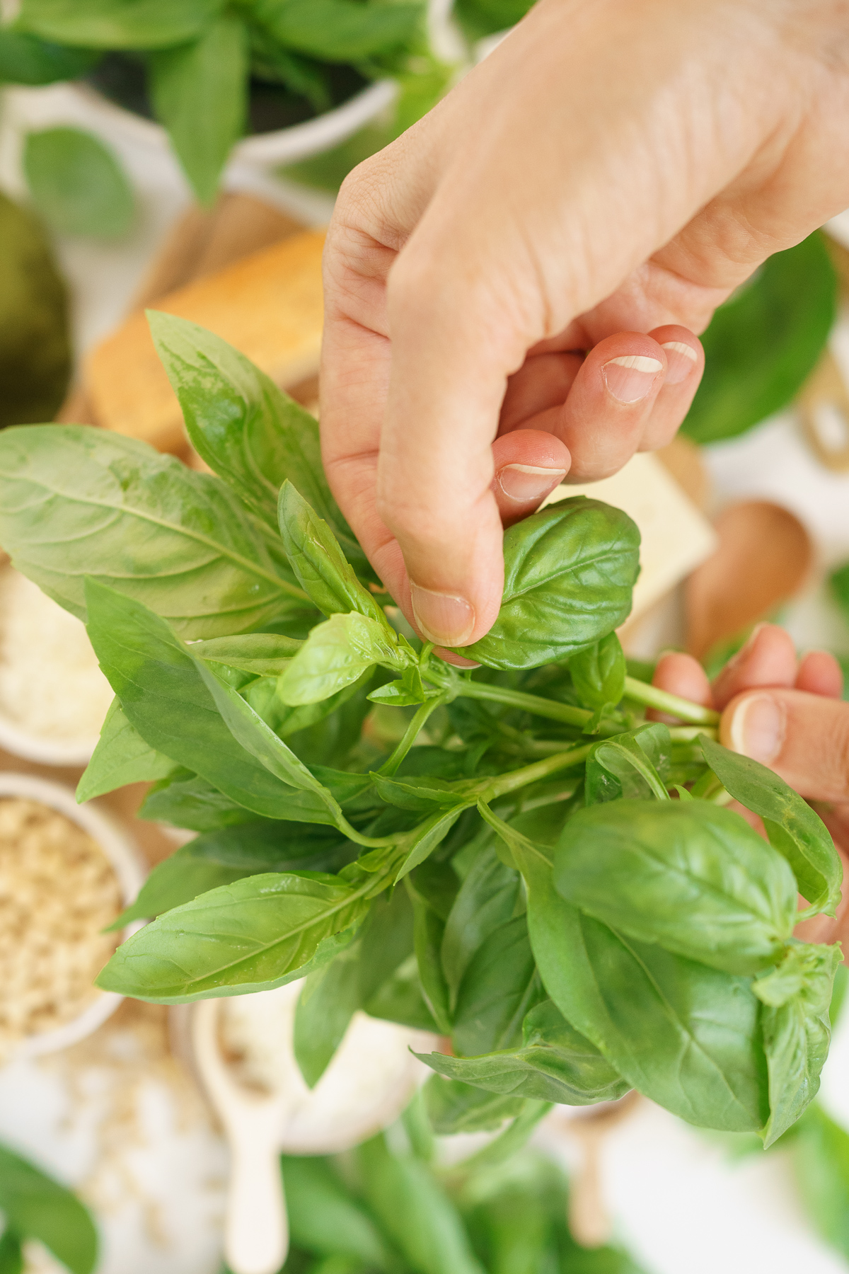 Picking basil leaves off the stem.