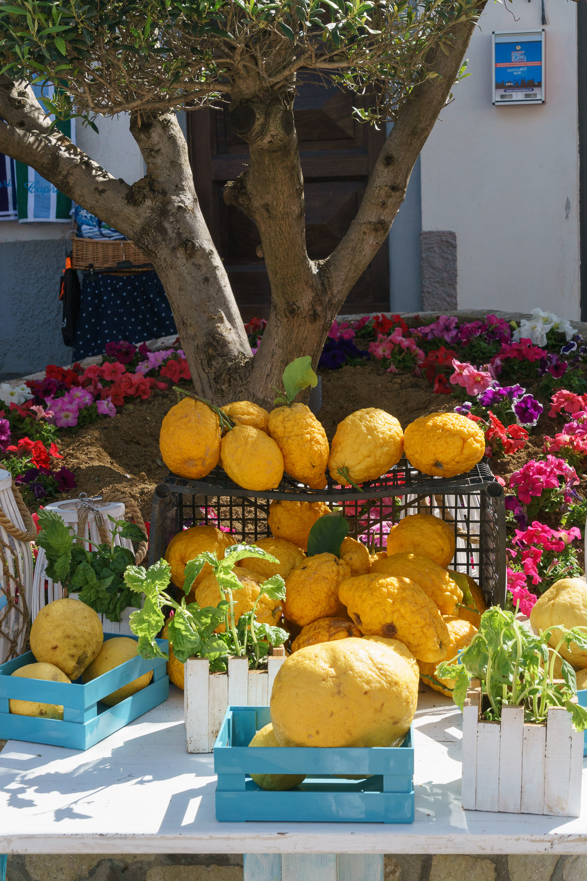 Incredible cedar fruits in Capri