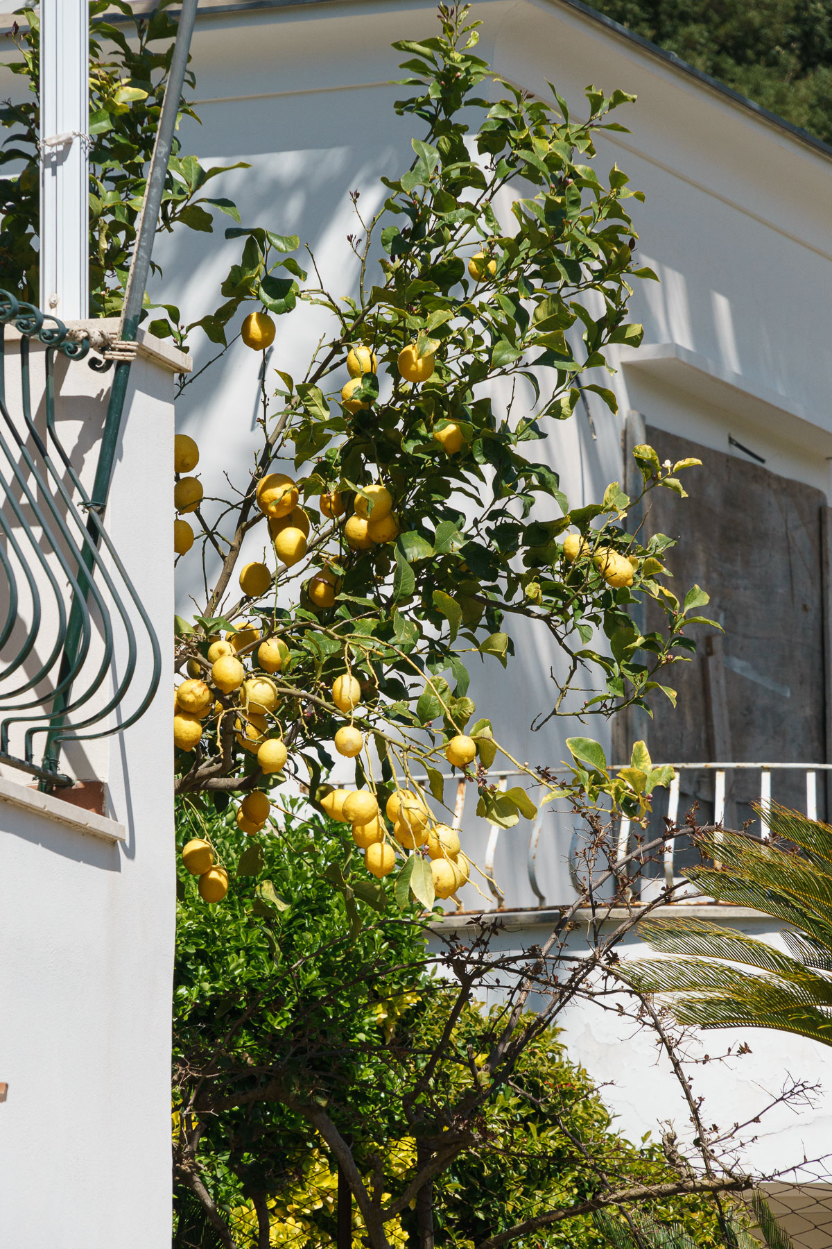 A lemon tree in Capri