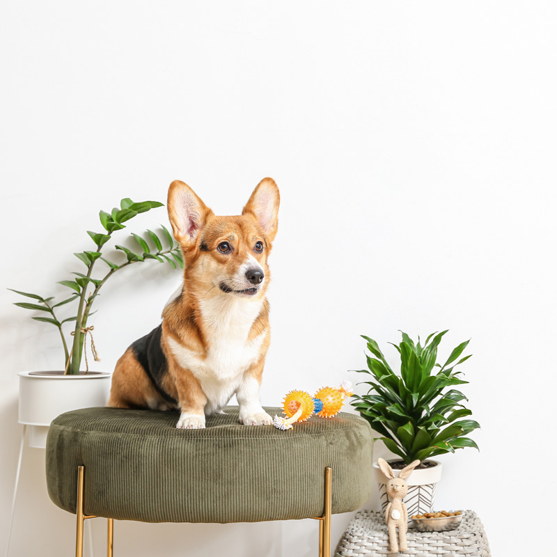 Little dog sitting on a chair with pet toys