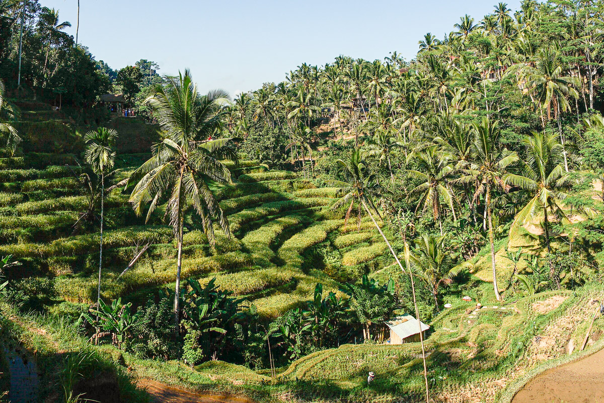 Rice fields near Ubud