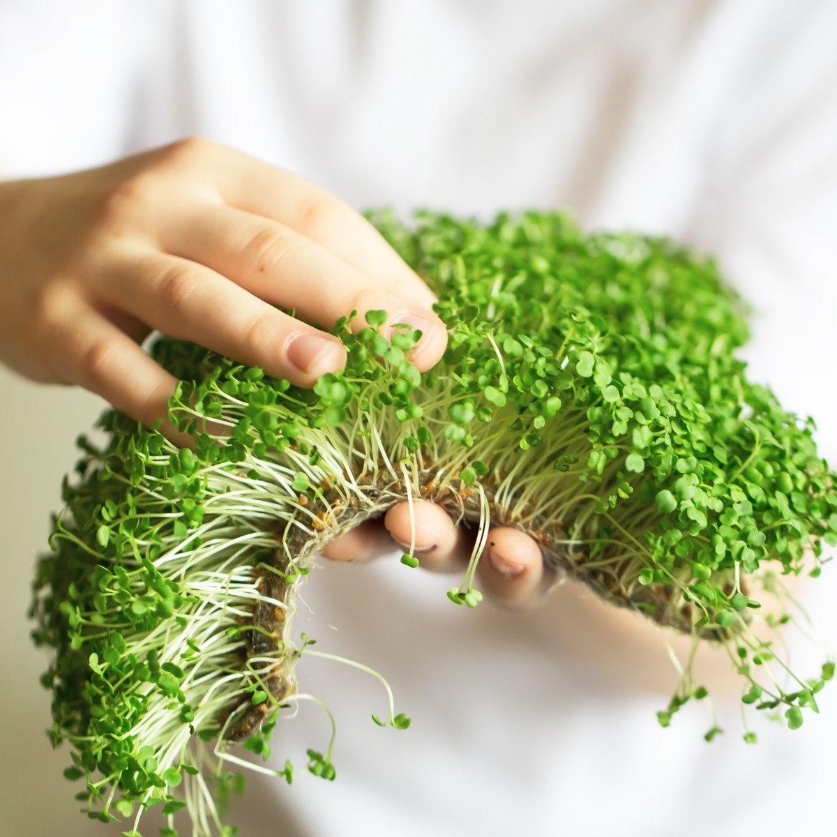image of person holding plants grown through hydroponic gardening