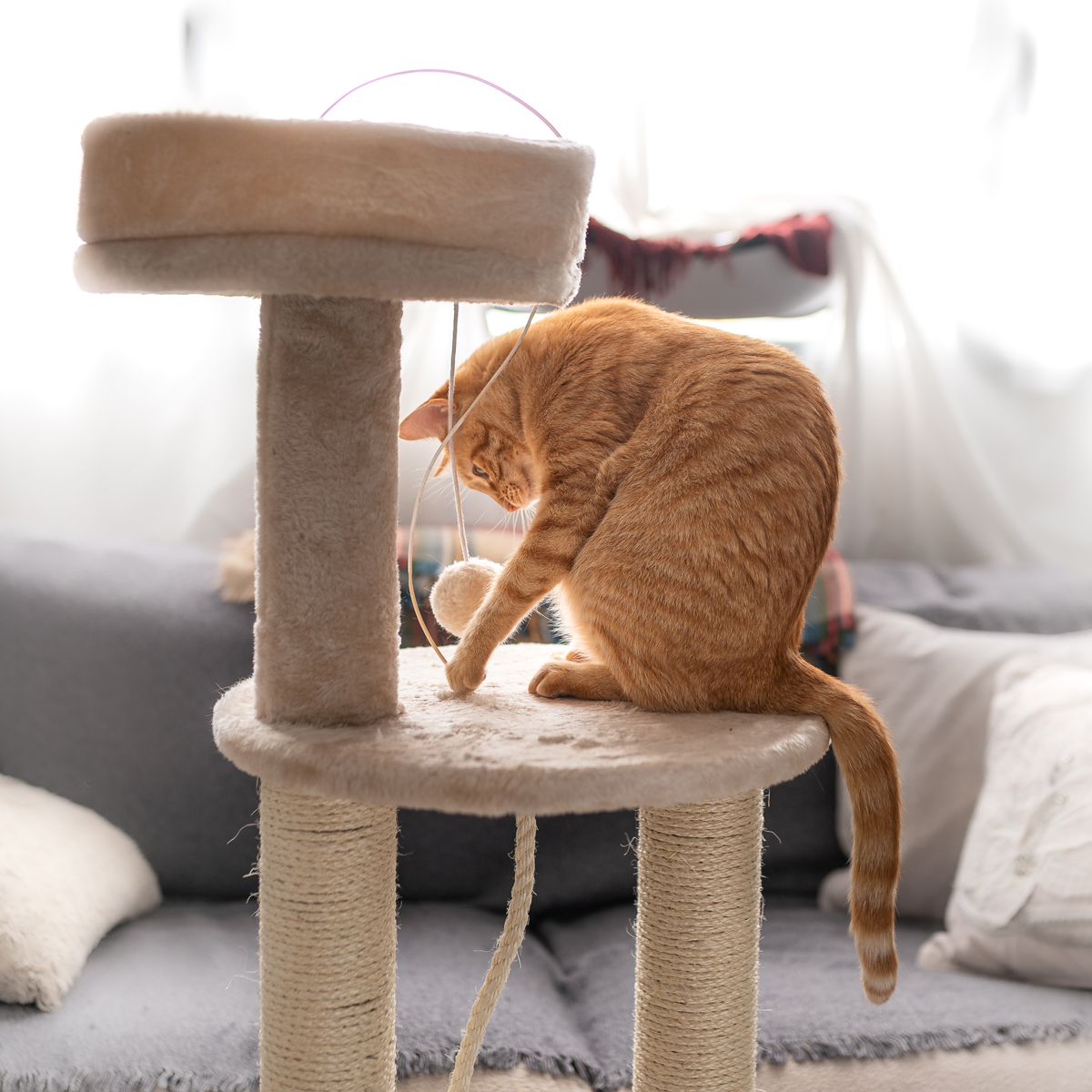 image of a cat playing with its toys