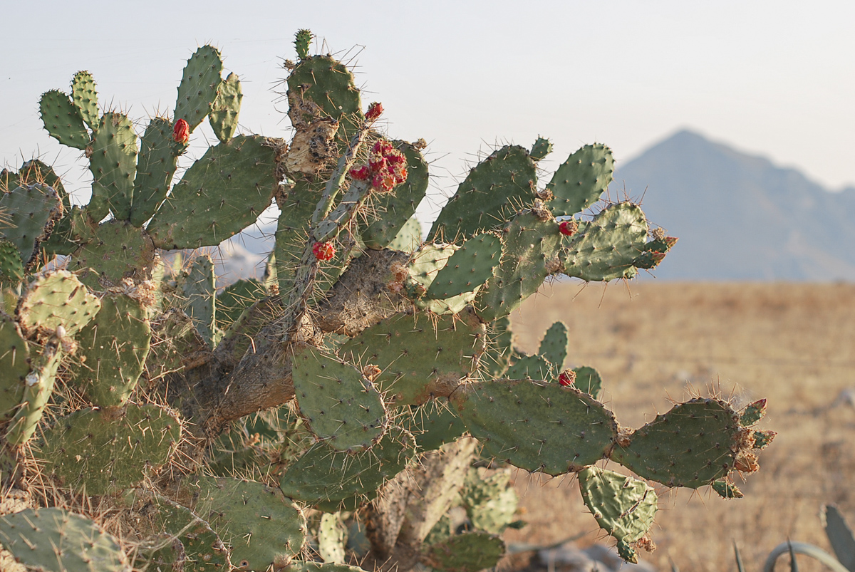 A giant cactus in the Sicilian dry landscape.